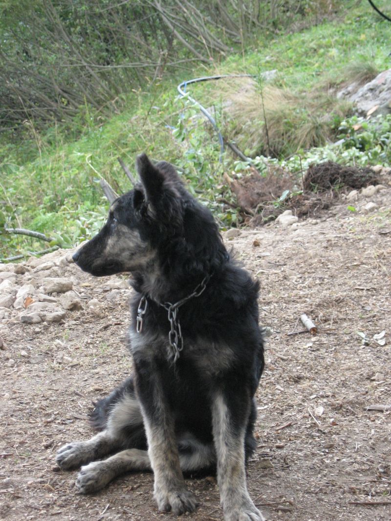 Si regala cucciolo di cane pastore