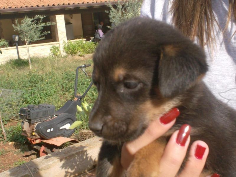 CUCCIOLI IN REGALO!