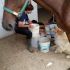 cavallo trotter