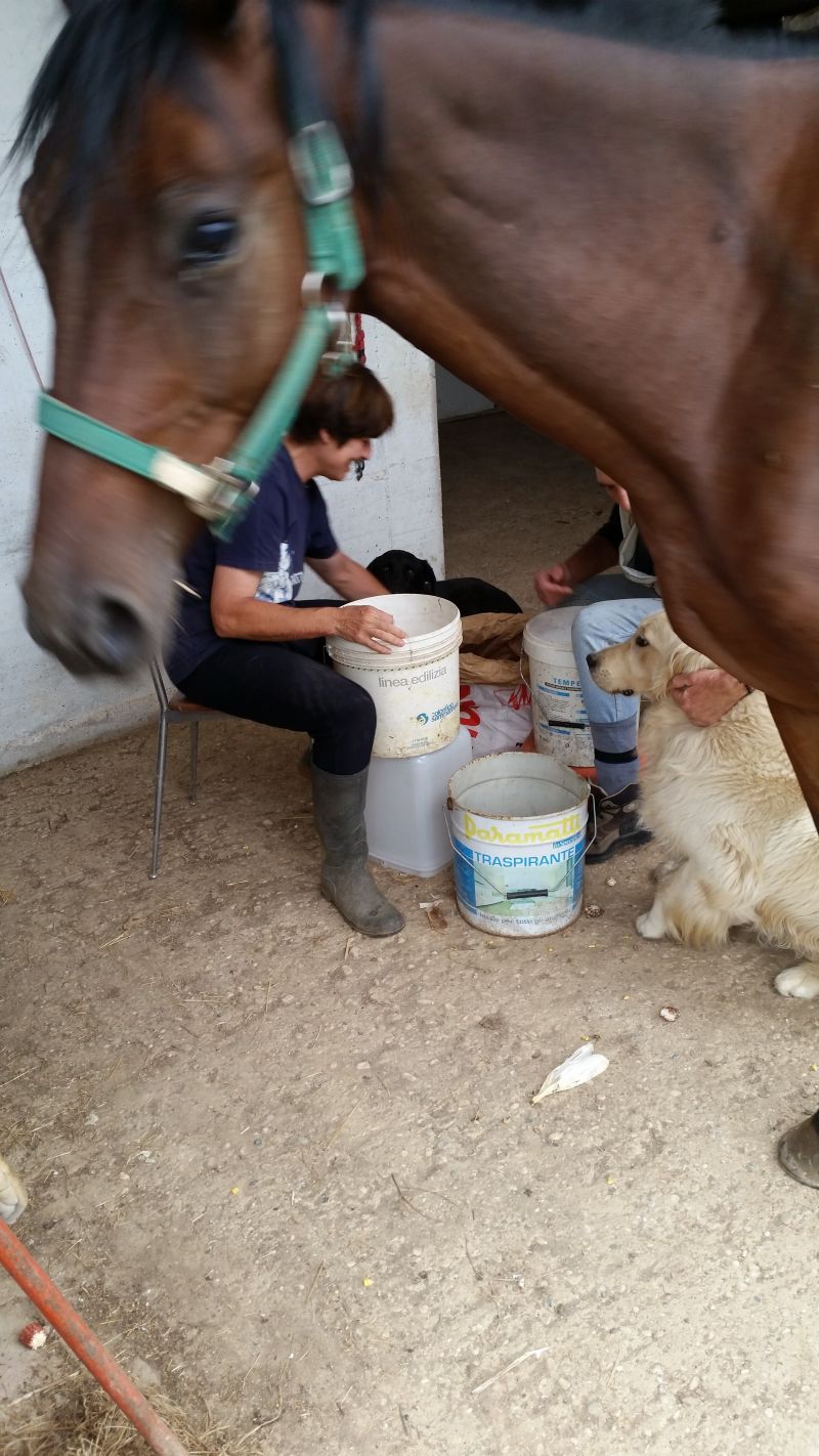cavallo trotter