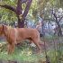 dogue de bordeaux