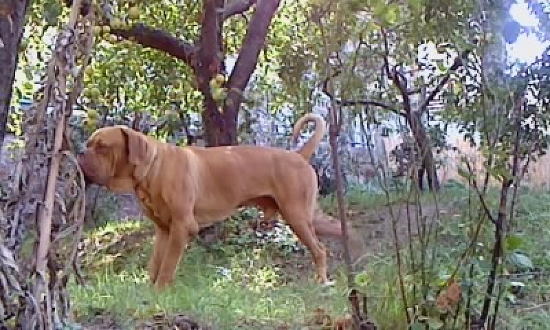 dogue de bordeaux