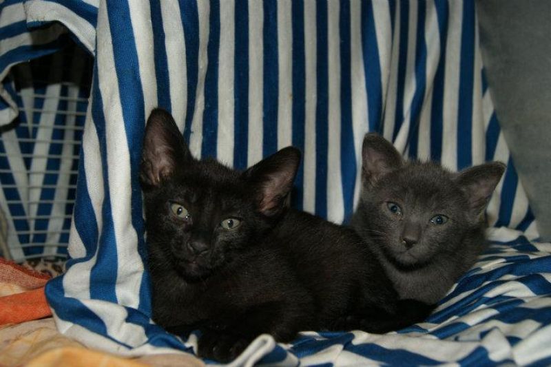 Cotone e Iuta cuccioli in cerca di casa