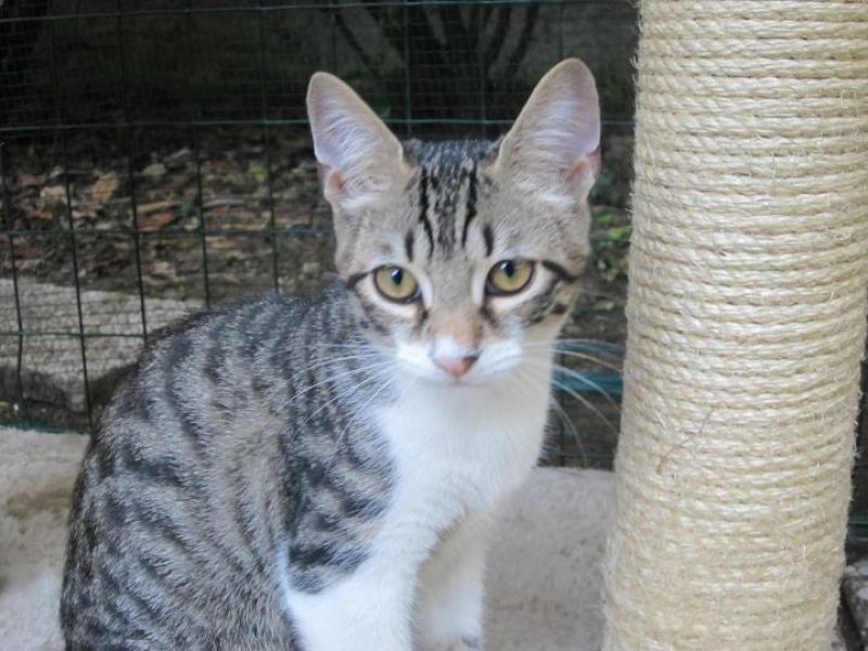 Giulio cucciolo meraviglioso cerca casa