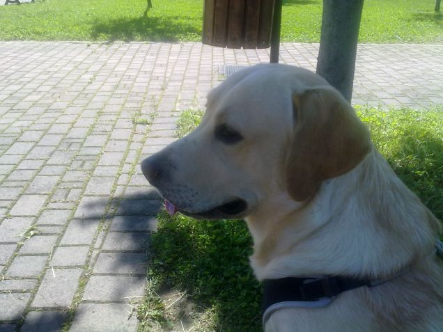 Al fresco sotto gli alberi