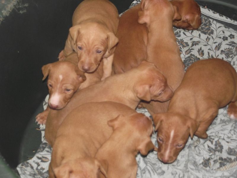 Cuccioli Cirneco dell'Etna