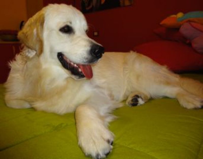 Giovane maschio golden retriever cerca fidanzatina