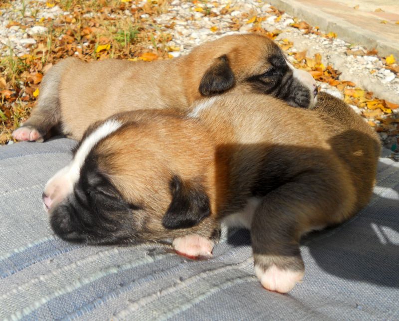 Cucciolini meticci boxer cercano casa