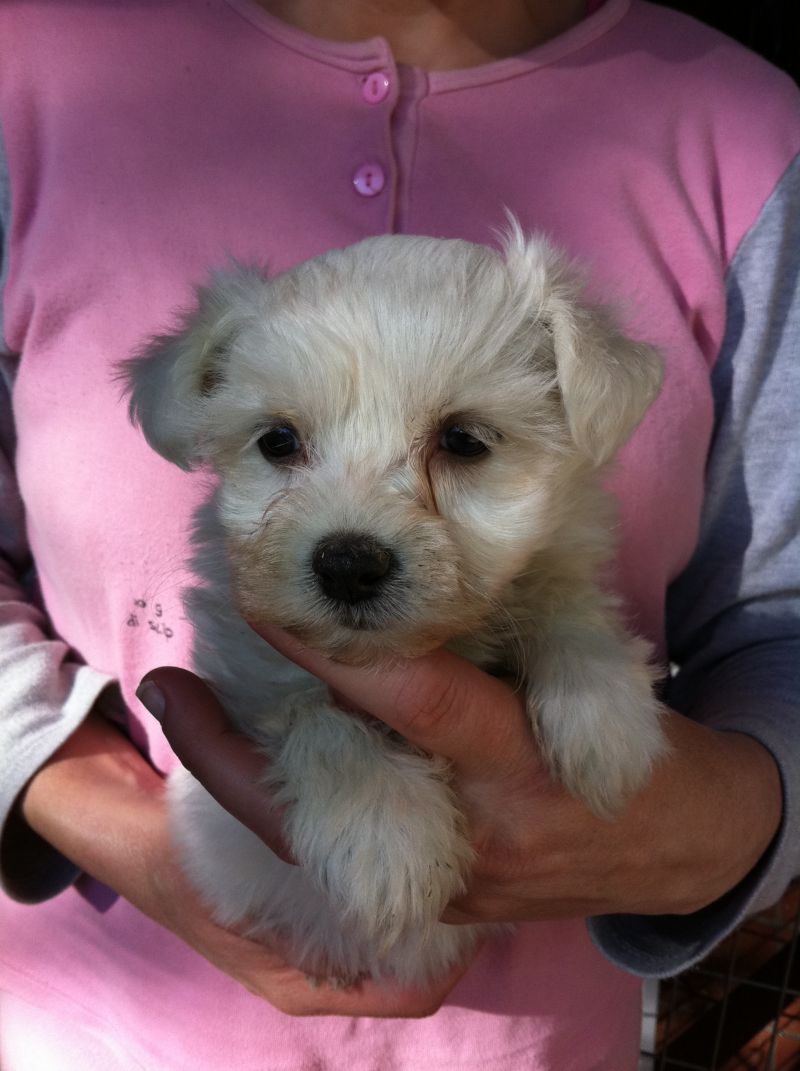 vendesi bellissima cucciola di Maltese