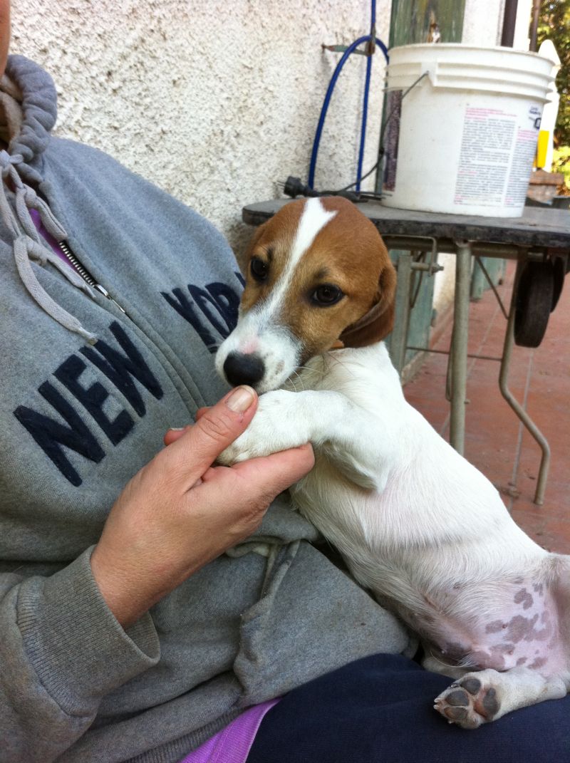 vendesi cucciolo jack russell 