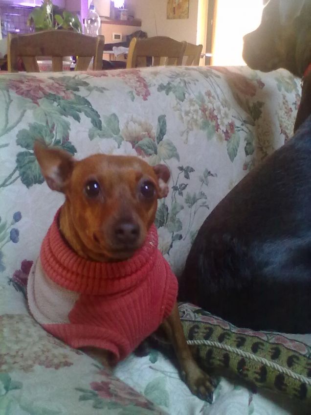 Dafne pinscher 6 anni dolcissima