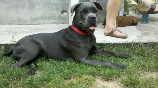 Asia cane corso 1 anno...dolcissima