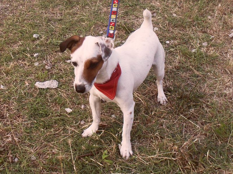 CERCASI FIDANZATINA PER DODI, JACK RUSSELL 