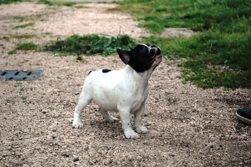 bouledogue francesi cuccioli