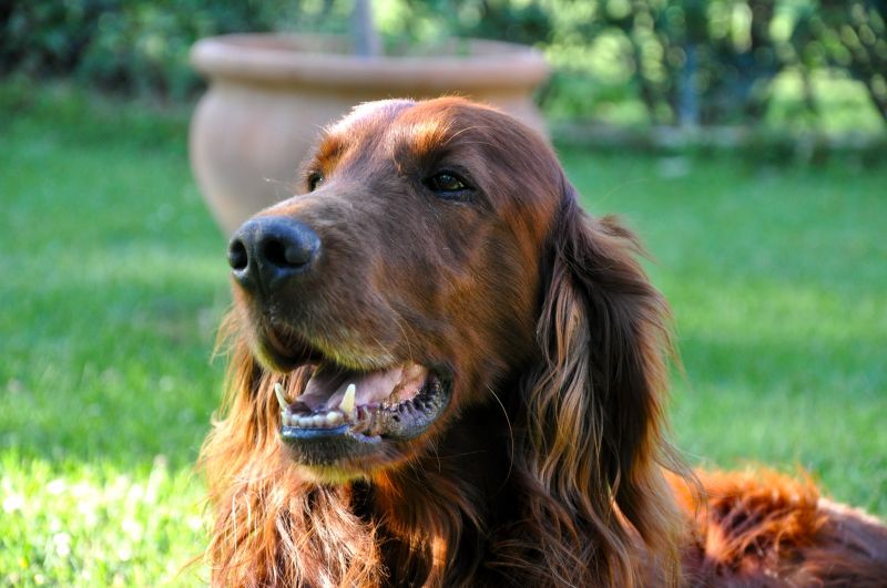 cercasi setter irlandese femmina