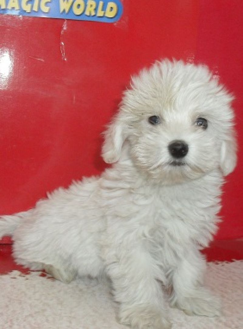  cucciolo maltese