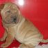 vendo sharpei