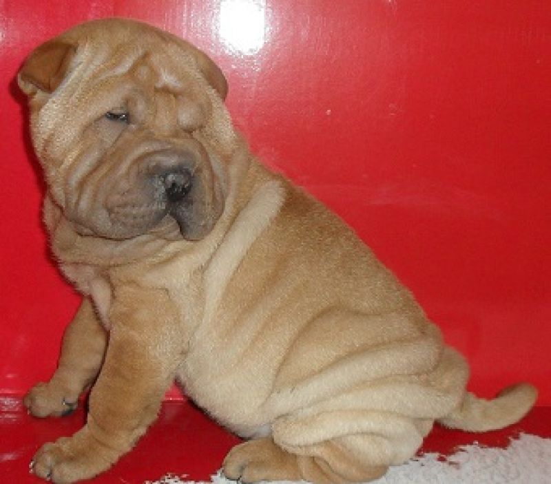 vendo sharpei