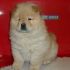 vendo chow chow