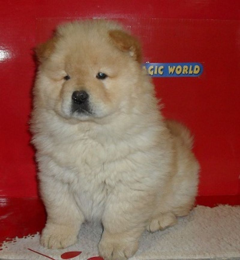 vendo chow chow