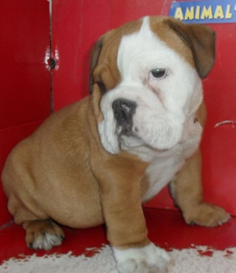 vendo bulldog inglese