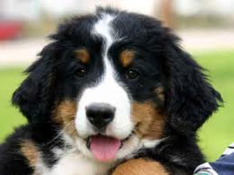 cuccioli di boaro del bernese