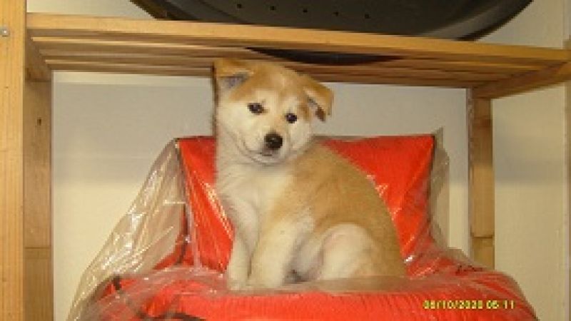 vendo cuccioli di akita inu