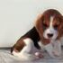 cucciolo di beagle