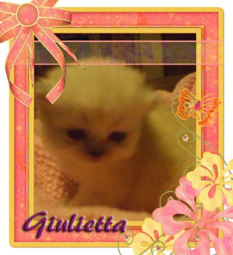 Disponibile gattina persiana Cincillà