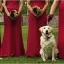 DOGSITTER WEDDINGPLANNER