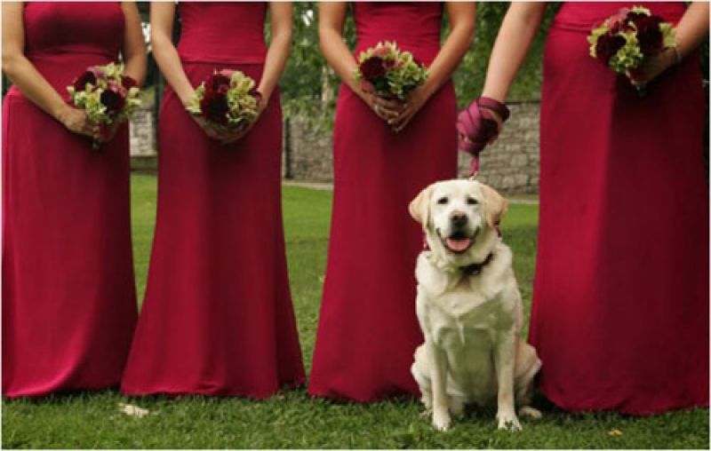 DOGSITTER WEDDINGPLANNER