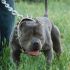 CERCO CUCCIOLO PITBULL UKC