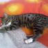 regalo gatto American bobtail