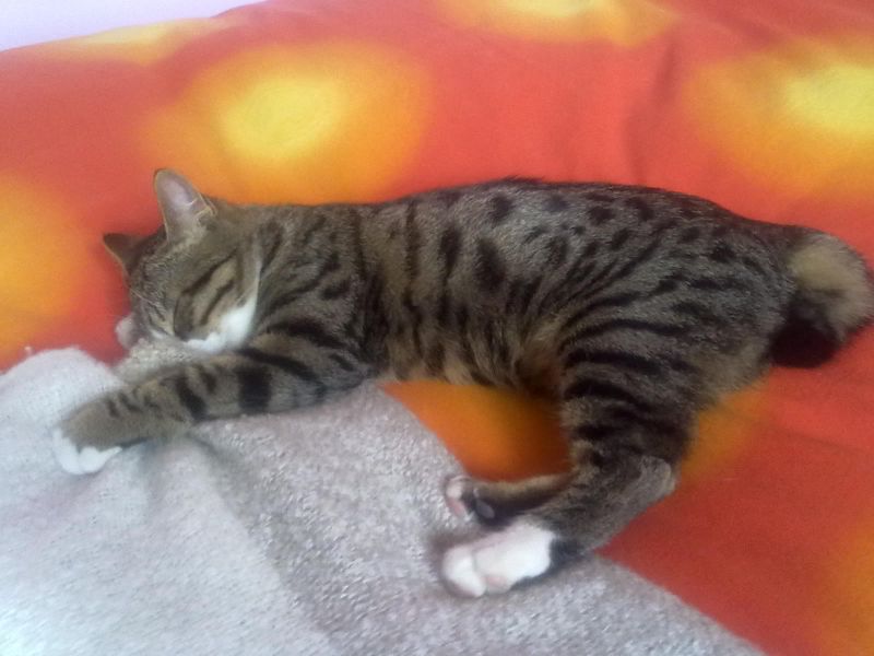 regalo gatto American bobtail