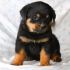 Cerco un cucciolo di rottweiller =)