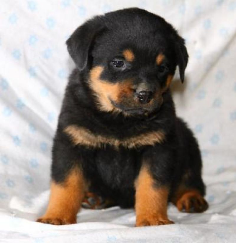 Cerco un cucciolo di rottweiller =)