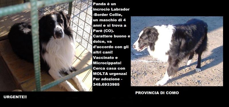 panda, bellissimo cagnolone, cerca casa urgentemen