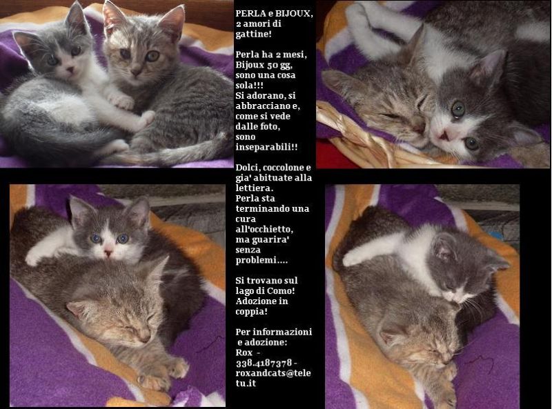 dolcissime gattine inseparabili cercano casa, como