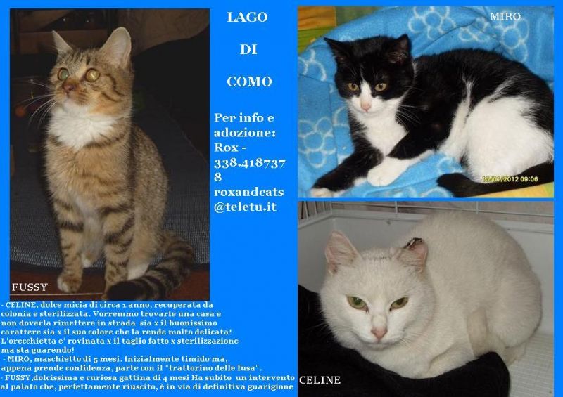 gatti e gattini del lago di Como cercano casa