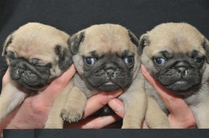 cucciola di carlino Per l'adozione