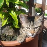 i miei amori a 4 zampe  la loro vita 