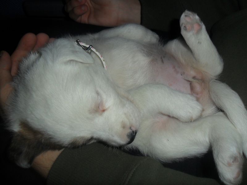 Cuccioli incrocio Jack Russel in Regalo!