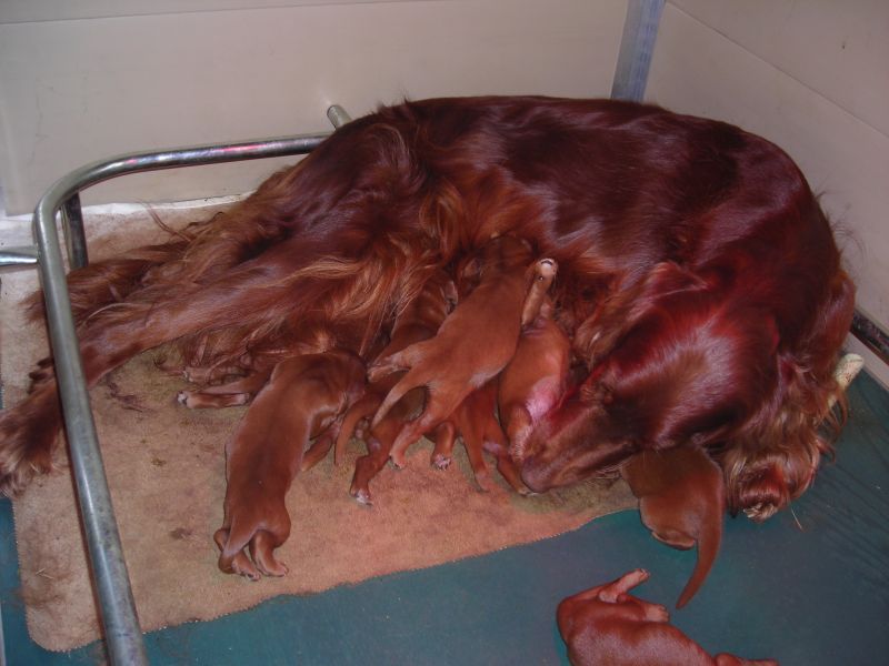 Cuccioli di Setter Irlandese