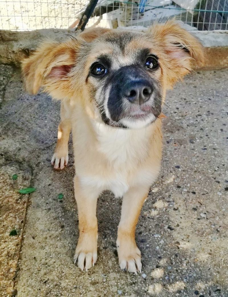 Milo taglia medio contenuta