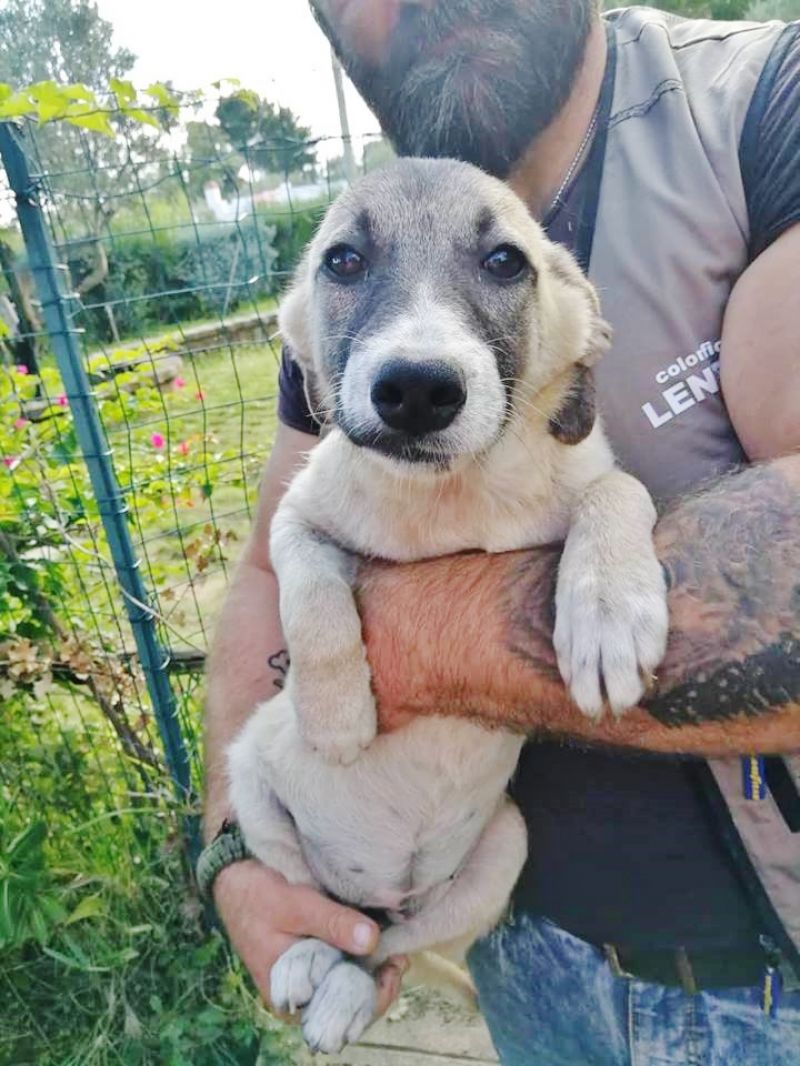 Jonathan taglia medio contenuta