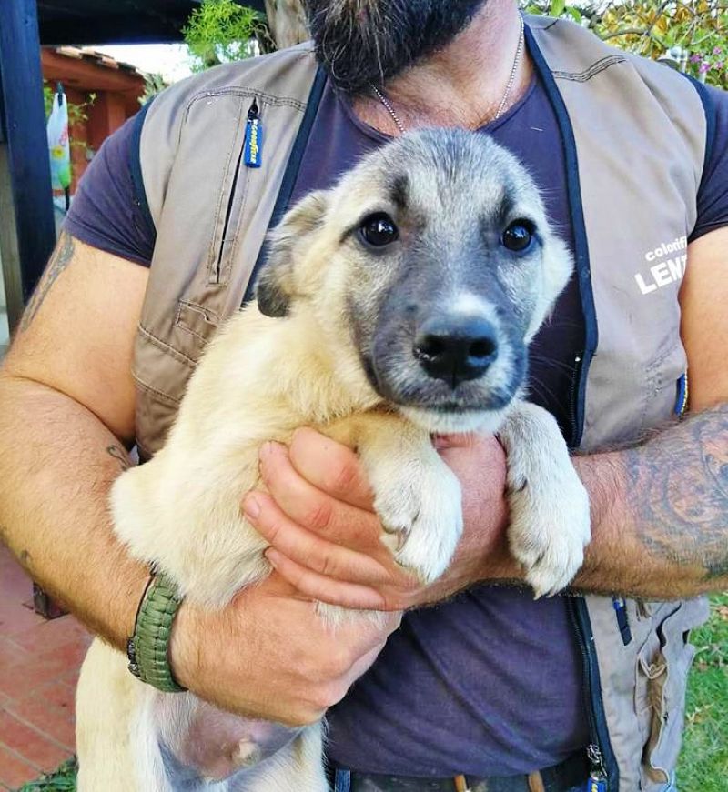 Teddy taglia medio contenuta