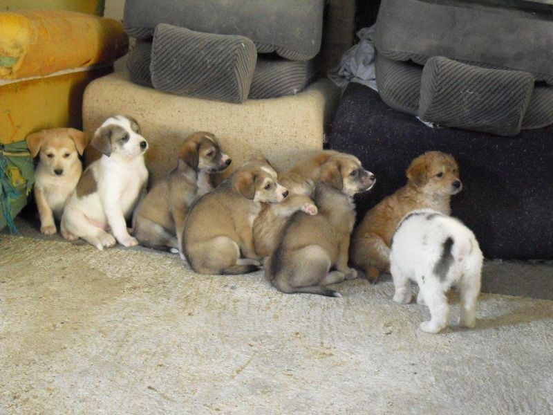 10 cuccioli da adottare