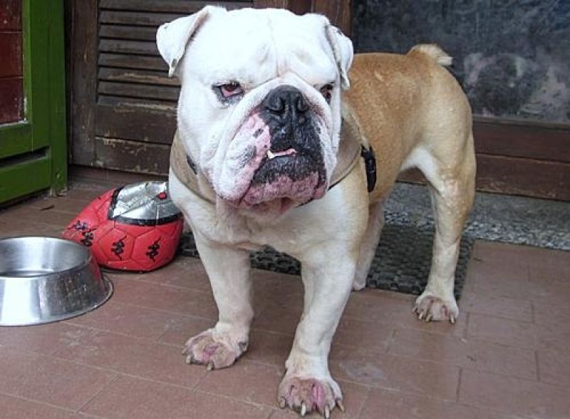 Paco bulldog