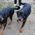 geo e gea 2 rottweiler