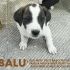 balù